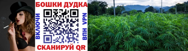 Конопля сатива  Купить  Трубчевск 